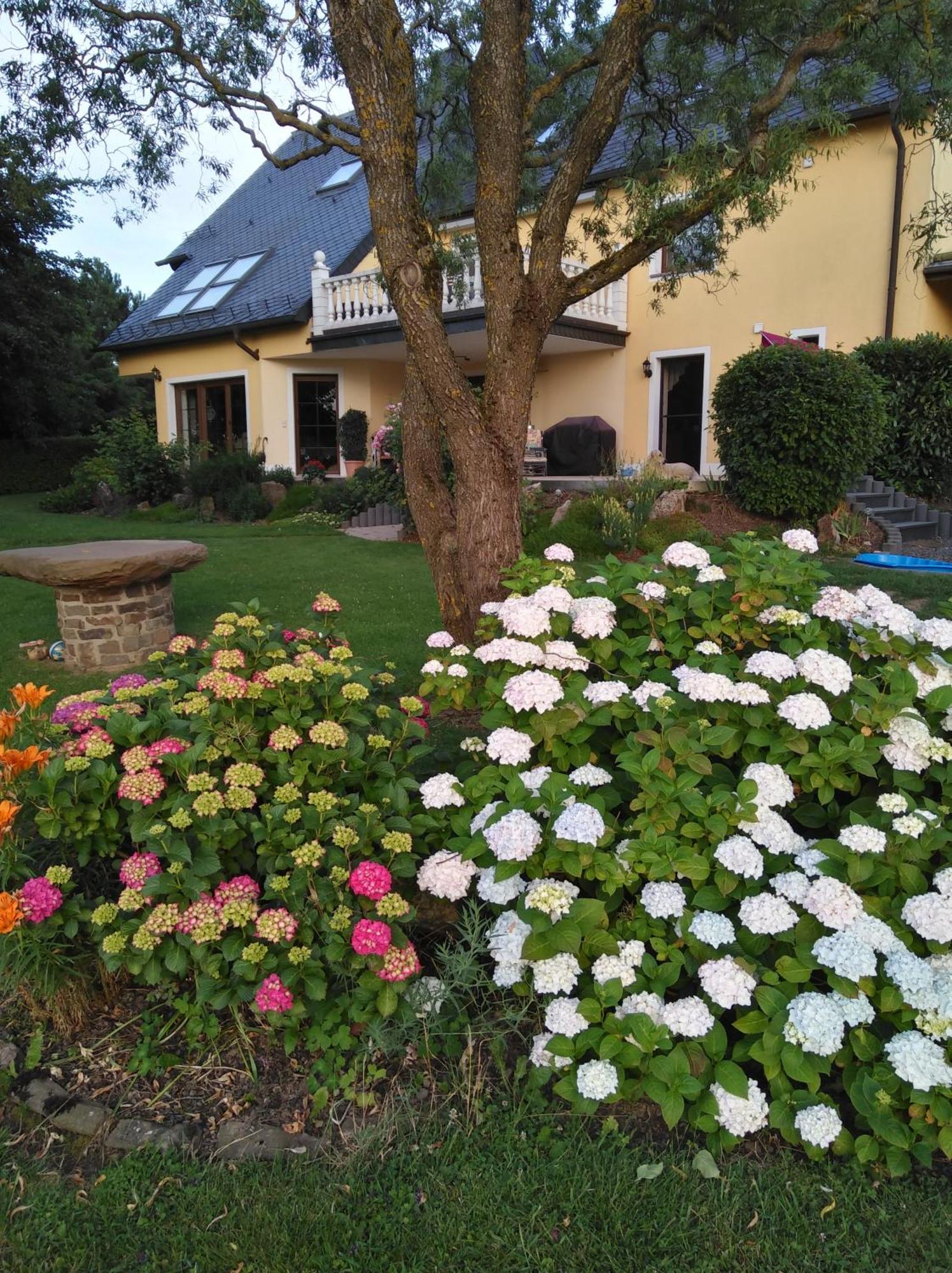 Ferienwohnung Haus Maria Olmscheid Exterior foto